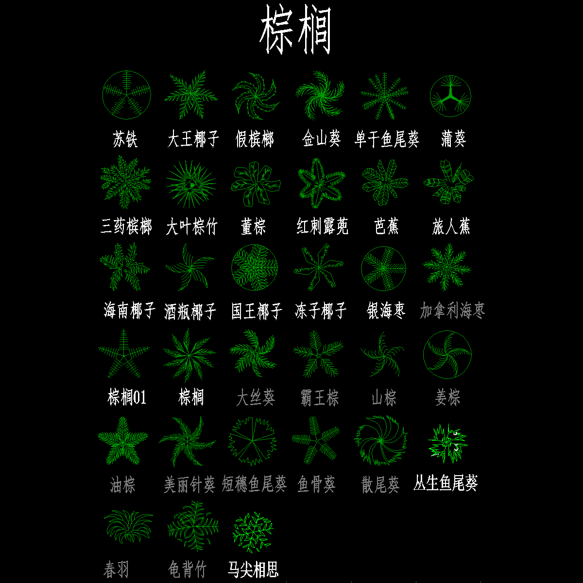 2-园林树木平面图-棕榈.dwg